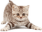 mascota - 免费PNG 动画 GIF