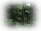 skog--träd - Free PNG Animated GIF