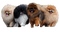 Pomeranian - Безплатен анимиран GIF