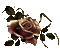 Roses - 免费动画 GIF 动画 GIF