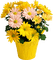 çiçek - PNG gratuit GIF animé