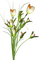Flores - ücretsiz png animasyonlu GIF