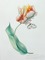 tło kwiat - Безплатен анимиран GIF