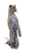 animals cats nancysaey - Free PNG Animated GIF