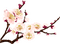 flowers cherry blossom asia - PNG gratuit GIF animé
