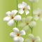 Background Flower - gratis png geanimeerde GIF