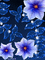 MMarcia gif flowers fleurs bleu - Gratis geanimeerde GIF geanimeerde GIF