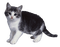 kitten - gratis png animeret GIF