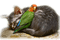Tube Animaux Chat - kostenlos png Animiertes GIF