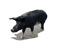 Cochon de race Corse 1 - Free PNG Animated GIF