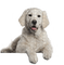 cão - PNG gratuit GIF animé