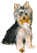 funny dog smile - 無料のアニメーション GIF アニメーションGIF