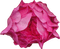 Kaz_Creations Deco Flower Pink Colours - png gratuito GIF animata