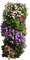 Pflanze - безплатен png анимиран GIF