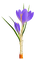 Kaz_Creations Spring Flowers - gratis png animeret GIF