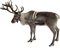 poro, reindeer - PNG gratuit GIF animé