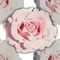 Petz Rose Wallpaper - Free PNG Animated GIF