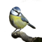 Oiseau - zdarma png animovaný GIF