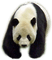 Kaz_Creations Animals Pandas Panda - bezmaksas png animēts GIF