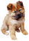 Dog - png gratis GIF animado