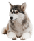 Tournesol94 chien - kostenlos png Animiertes GIF