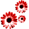 Flowers.Red - png gratuito GIF animata