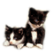 gatos  dubravka4 - Free PNG Animated GIF