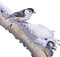 loly33 oiseaux hiver - безплатен png анимиран GIF