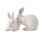 hase rabbit milla1959 - Free PNG Animated GIF
