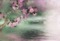 fond violet avec fleur.Cheyenne63 - png gratis GIF animasi