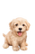 puppy - kostenlos png Animiertes GIF