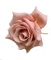 MMarcia rosa deco - PNG gratuit GIF animé