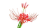 flower - darmowe png animowany gif