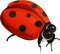 Kaz_Creations Ladybugs Ladybug - gratis png animeret GIF