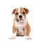 Bulldog - Ingyenes animált GIF