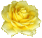 chantalmi rose jaune yellow gif
