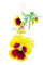 flower,pansies - png gratis GIF animado