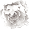 Deco White Rose - PNG gratuit GIF animé
