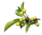 minou-Leaves-löv-blad - kostenlos png Animiertes GIF