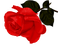 All My Roses - ilmainen png animoitu GIF