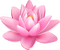 pink  water lily - png gratuito GIF animata