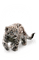 snow leopard bp - png gratis GIF animado