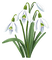 Snowdrops Bb2 - Free PNG Animated GIF