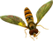insectos dubravka4 - png gratis GIF animasi
