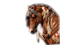 American Indian horse bp - darmowe png animowany gif