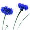Kornblumen - gratis png geanimeerde GIF