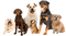 perros - png gratuito GIF animata