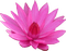 Lotus - kostenlos png Animiertes GIF