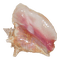 shell Bb2 - bezmaksas png animēts GIF