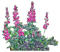 nbl-flower - zadarmo png animovaný GIF